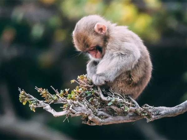 Con số may mắn ngày 4/4 thứ 7 tuổi Thân hút tài lộc dễ ăn