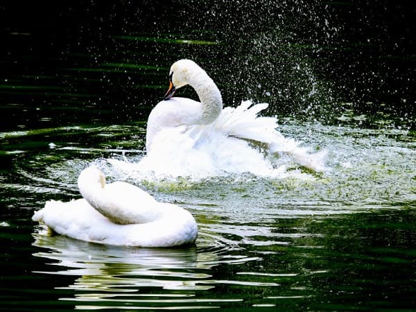 Giải mã con thiên nga số mấy cùng ý nghĩa và số mang lộc Giải mã con thiên nga số mấy cùng ý nghĩa và số mang lộc