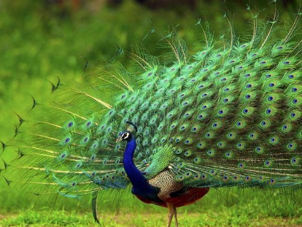 Giải đáp con công số mấy giải mã chi tiết theo phong thủy